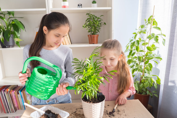 姐妹们把花移植到桌子上的花盆里。移植后浇水。家庭花园的概念图片下载