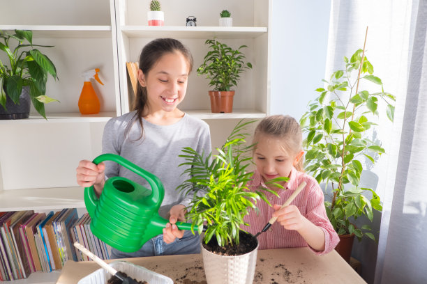 姐妹们把花移植到桌子上的花盆里。移植后浇水。家庭花园的概念图片下载