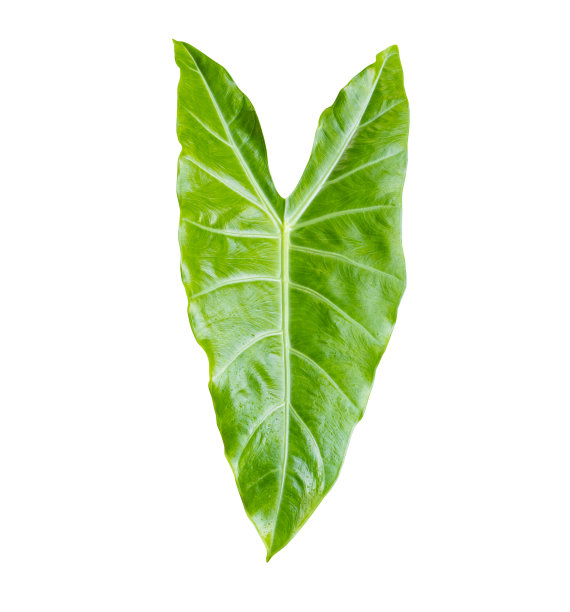 菊芋的绿叶，叶子上有水。孤立的白色背景。(巨花芋、象耳、芋)图片下载