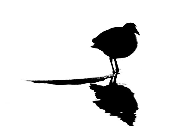 湖上白骨顶的黑色剪影，白色的背景图片下载