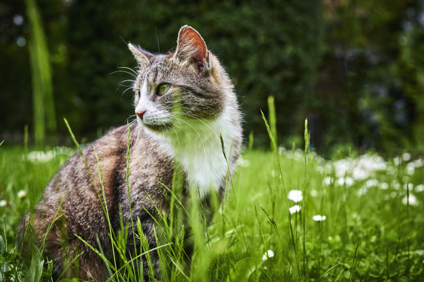 一只在草地上享受阳光的猫。图片下载