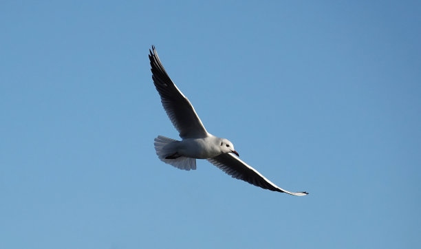 这是一只黑头鸥在湛蓝的天空中低空飞翔的照片。图片下载