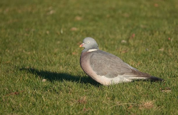 一张可爱的照片，一只林鸽站在阳光下的草坪上。图片下载