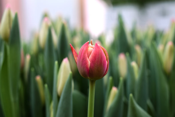 温室里盛开的粉红色郁金香。自然背景。小生意。春天的概念,园艺。妇女节和母亲节。图片下载