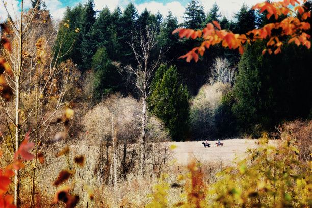 马在秋天图片下载