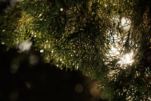 宏观的绿色针叶树针叶，背光由太阳，抽象黑暗模糊的背景图片下载