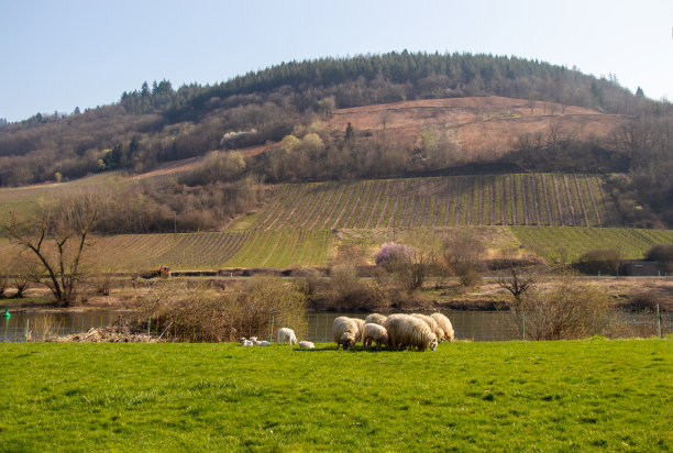 德国摩泽尔河上草地上的小羊羔图片下载