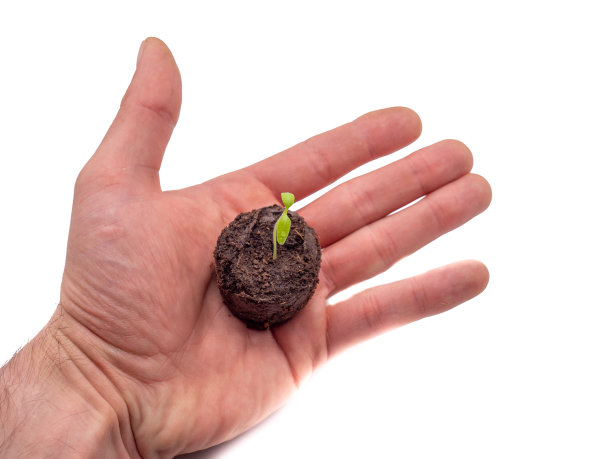 手与一株幼苗隔离图片下载
