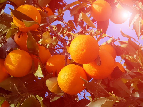 树上的橘子，果实成熟，绿叶碧蓝的天空图片下载