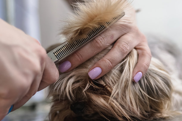 约克郡犬在宠物水疗中心修剪指甲和毛发图片下载