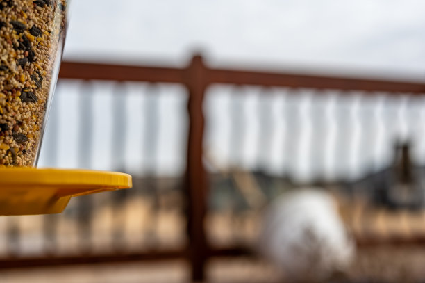 选择性地集中于混合种子的鸟类喂食器。住宅的木质门廊在模糊的背景。图片下载