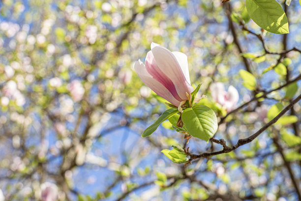 玉兰花图片下载