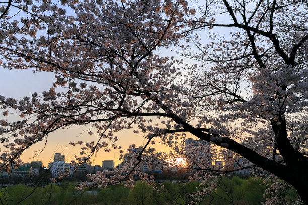 韩国首尔的日落，樱花盛开图片下载