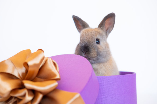 可爱有趣的姜黄色装饰兔子，兔子坐在非常漂亮的，紫色的圆柱形礼品盒，看着相机在白色的背景。副本的空间。宠物、动物作为节日礼物。图片下载
