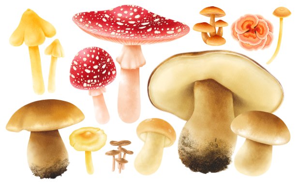 蘑菇与秋季元素插图水彩风格集合图片下载