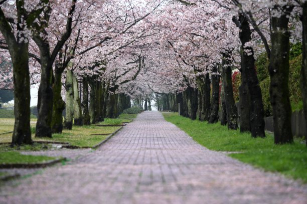 樱花和粉红色的花瓣落在路上图片下载