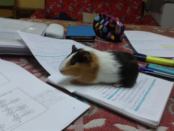 非常可爱和胖乎乎的三色豚鼠图片下载