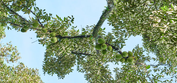 年轻的榴莲图片下载