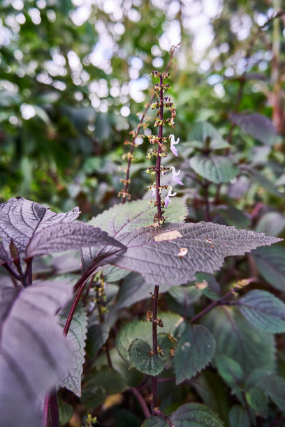 特写美丽的牛排图片下载