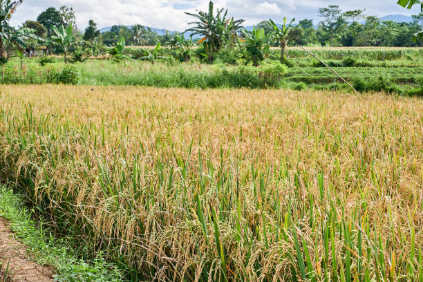 成熟的稻田图片下载
