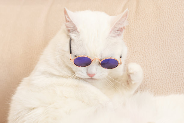 家猫。戴眼镜的英国纯种白猫。特写镜头。动物主题。宠物图片下载