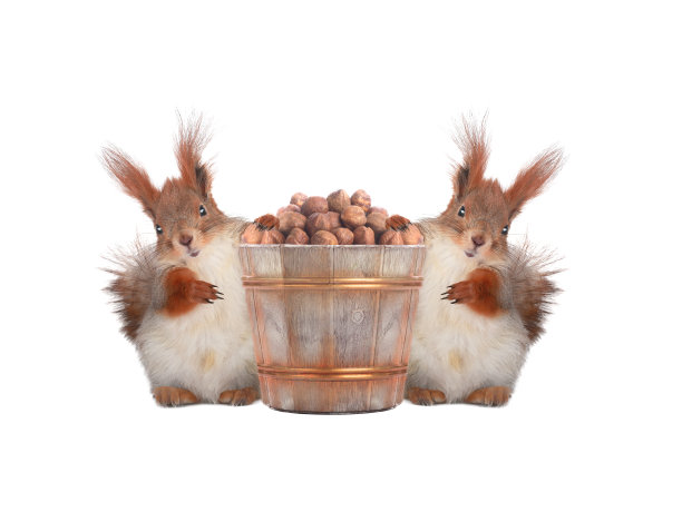 两只松鼠站在白色的背景上，桶里装满了坚果图片下载