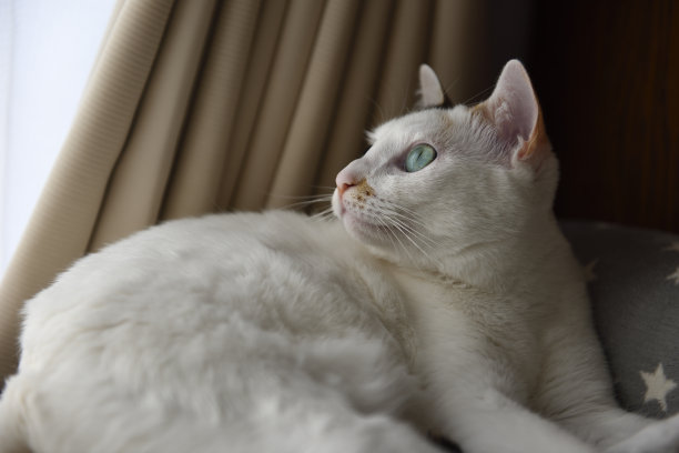 在宠物床上放松猫图片下载