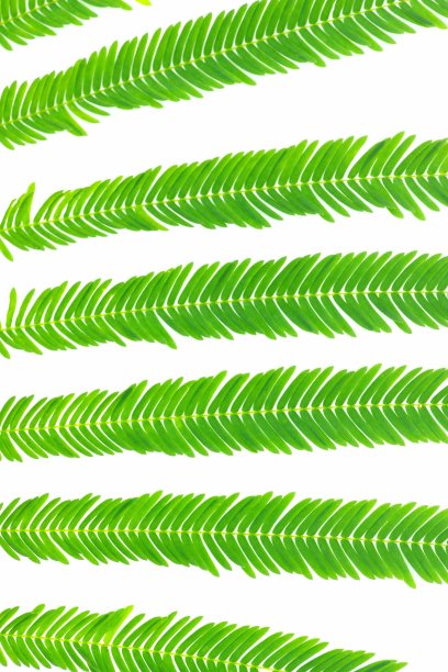 金合欢叶在白色的背景。图片下载