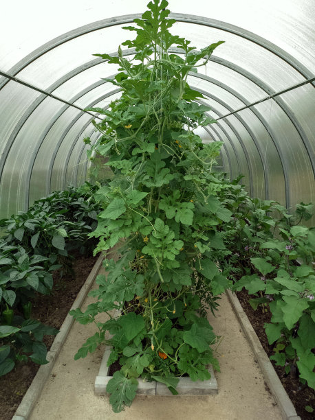在由聚碳酸酯制成的现代弧形温室里种植的黄瓜、辣椒和茄子的新品种。蔬菜。农业。自然生态蔬菜。垂直的照片。图片下载