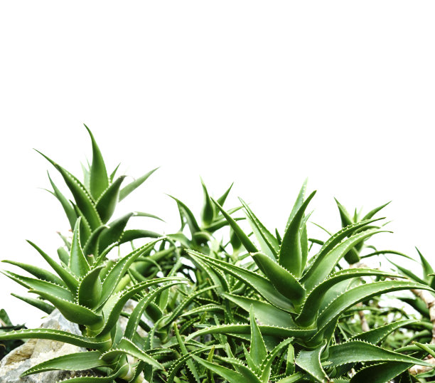 芦荟图片下载