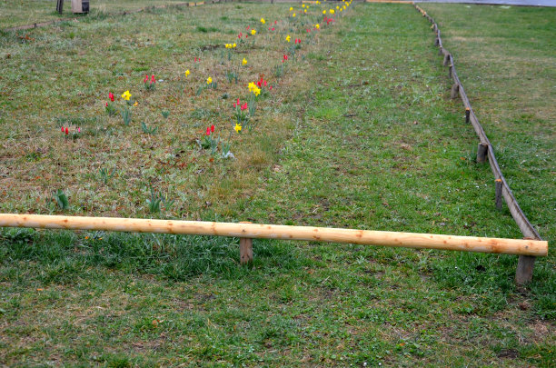 花团锦簇的草地初春，一年前由水仙建立在低矮的木杆围场后，开花的蜂草为大量的花粉播种，日出时，织物挂床图片下载