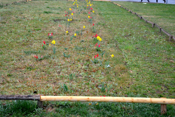 花团锦簇的草地初春，一年前由水仙建立在低矮的木杆围场后，开花的蜂草为大量的花粉播种，日出时，织物挂床图片下载