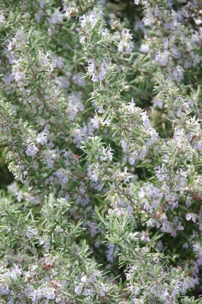 迷迭香的花图片下载