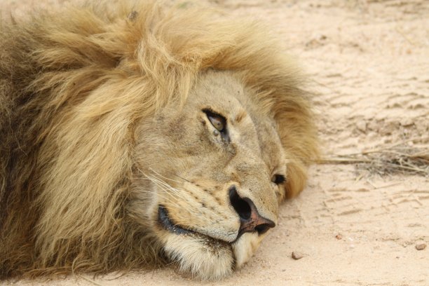 成年雄狮，躺在阳光下的沙土路上。图片下载