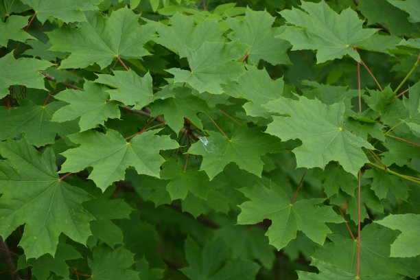 枫树的树叶。鲜绿的枫叶。有公园或森林的自然背景。图片下载