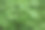 枫树的树叶。鲜绿的枫叶。有公园或森林的自然背景。图片下载