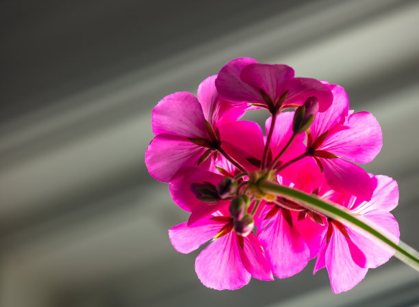 一个天竺葵花头的低角度视图图片下载