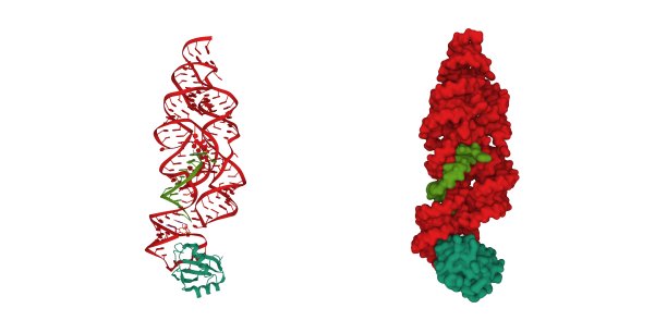 炭疽芽孢杆菌glmS与MaN6P结合的核酶(红色)、结合RNA(绿色)和小核糖核蛋白(蓝绿色)的结构图片下载