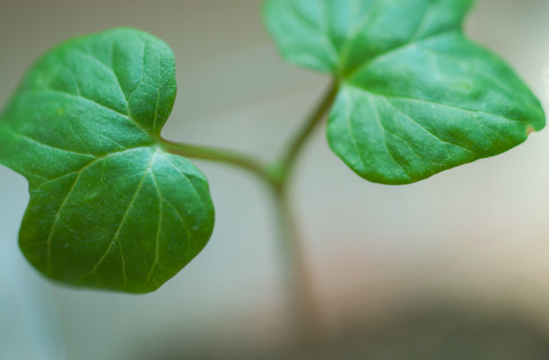 秧苗在阳光下生长图片下载