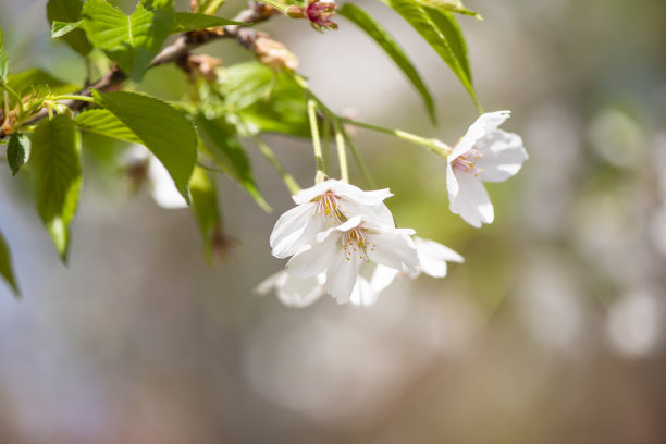 田野里的桃花图片下载