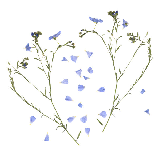 压干的草甸花。扫描图像。老式的标本。草和蓝色花朵在白色背景上的构图。图片下载