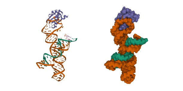 发夹状核酶(绿色)与RNA抑制剂(橙色)和小核糖核蛋白(蓝色)具有催化活性构象的结构。图片下载