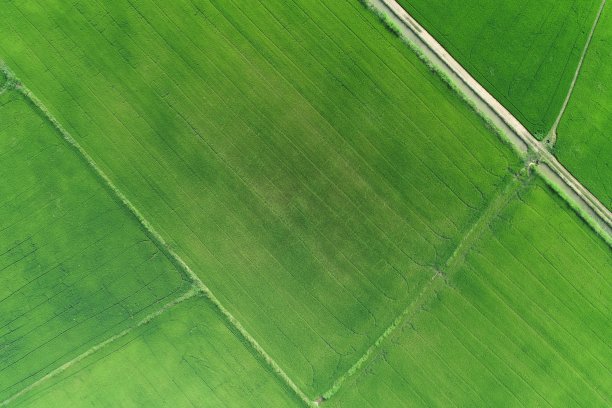 绿色稻田鸟瞰图泰国农村图片下载