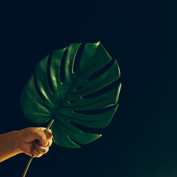 手放在怪物的叶子上。抽象的成分。图片下载