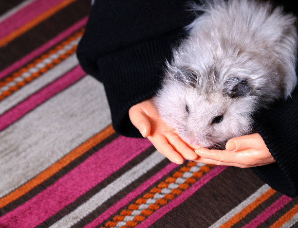 玩具手抱着仓鼠，宠物图片下载