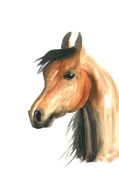 棕色的马图片下载