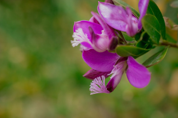 这是一张在阳光明媚的春天鲜花的照片图片下载