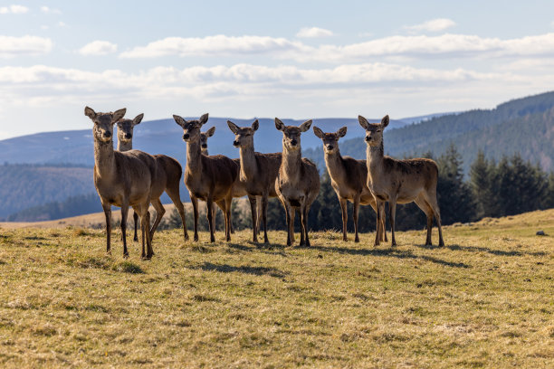 马鹿群图片下载