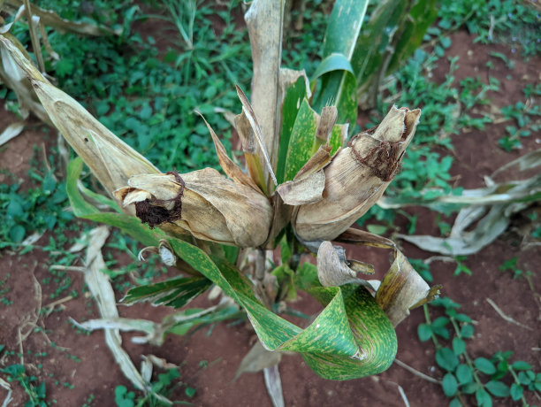 印度尼西亚玉米园的肖像，除了生产小麦和水稻外，还生产碳水化合物。作为玉米淀粉的基本成分，由于极端气候而未能收获图片下载