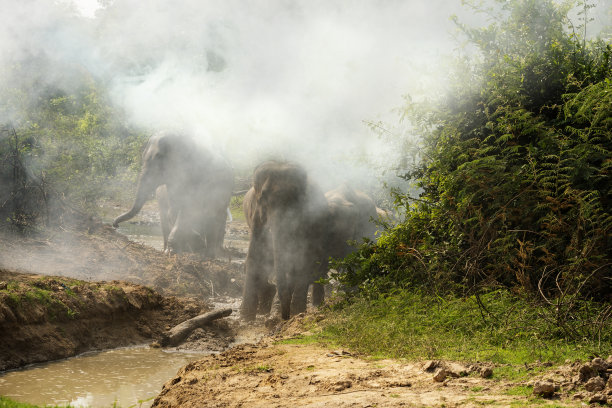 野生大象家庭的幼象图片下载